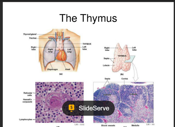 <p>Produces thymosin, which is essential for immune system development, particularly in childhood.</p>