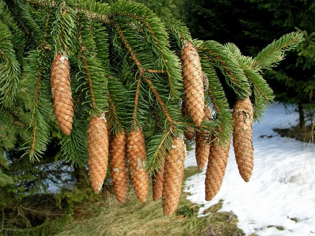 <p>smrk ztepilý </p>