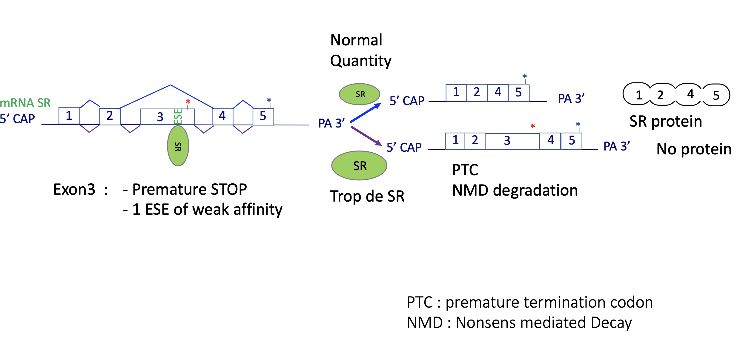 <ul><li><p>SR proteins promote inclusion of a <strong>“poison exon”</strong> with a premature STOP codon.</p></li><li><p>Produces a transcript degraded by <strong>Nonsense-Mediated Decay (NMD)</strong>.<br>→ Negative feedback keeps SR levels stable.</p></li></ul><p></p>