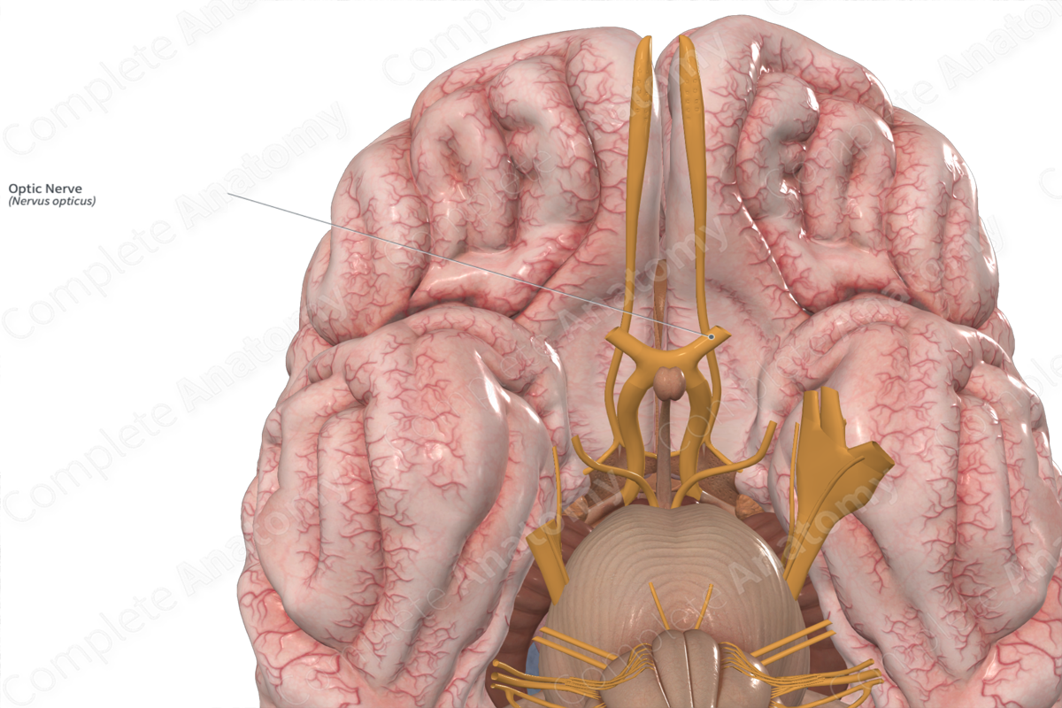<p><span>nerves that transmit signals from the retina of each eye to the brain</span></p>