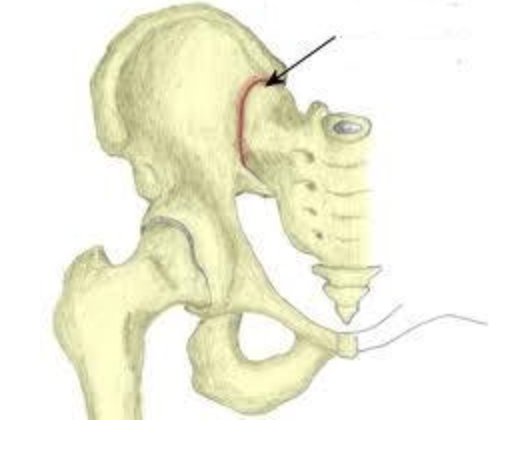 The connection point between the pelvis and the vertebral column.