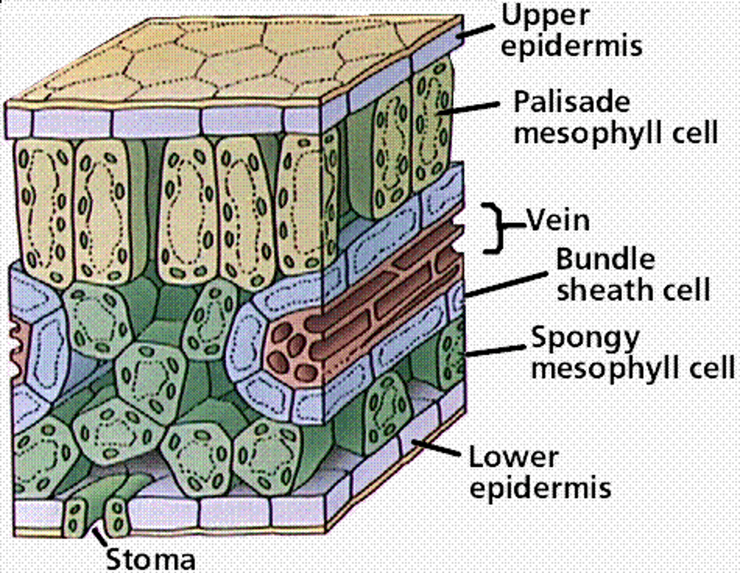 <p>covers and protects the plant, physical defence, transparent to allow light through</p>