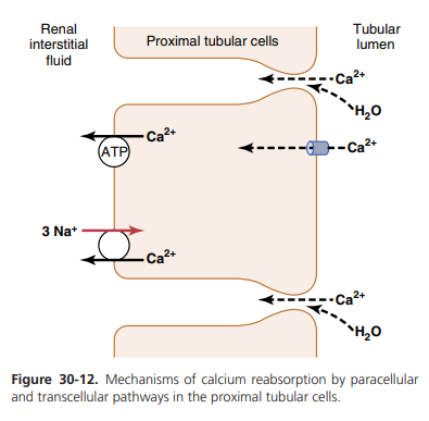 reapsorpcija Ca2+