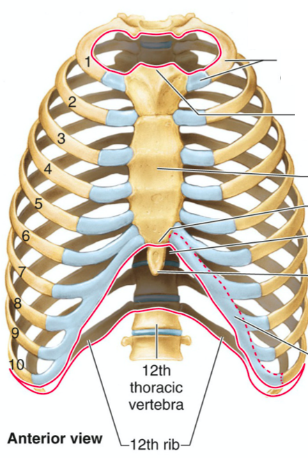 <p><span>How are ribs classified based on their attachment to the sternum?</span></p>