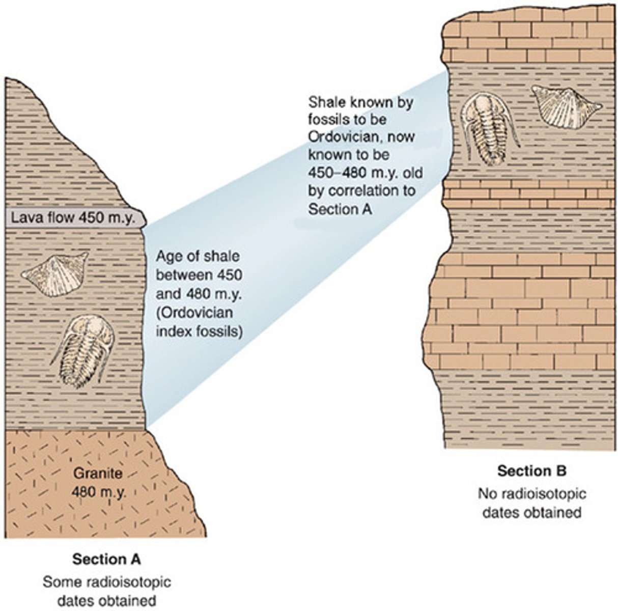 <p>A technique used to determine the actual age of a fossil</p>