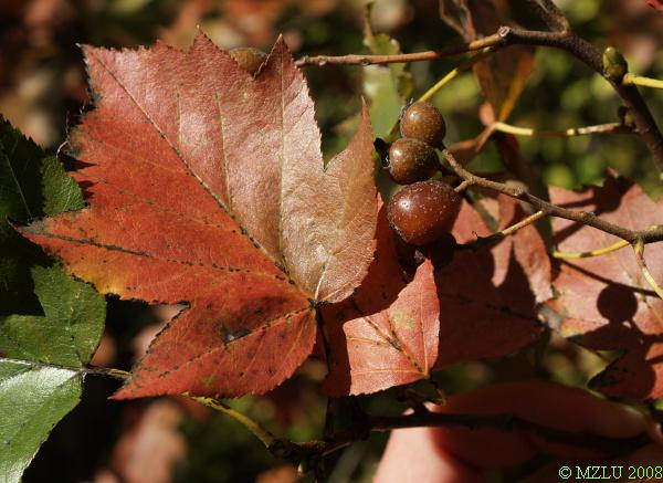 <p><em>Sorbus torminalis</em></p>