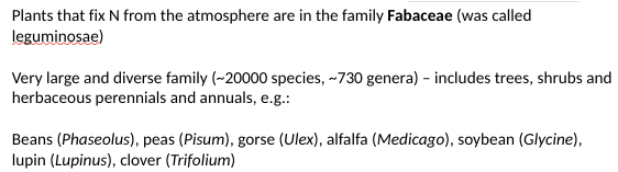 <p><em><span>The Fabaceae or Leguminosae, commonly known as the </span>legume, pea, or bean family<span>, is a large, economically and medicinally important family of flowering plants.</span></em></p><p><span>N fixation is due to mutualistic bacteria that colonise roots of Fabaceae.</span></p><p><span>N2 + 8H+ + 8e− → 2NH3 + H2. Catalysed by the enzyme nitrogenase.</span></p>