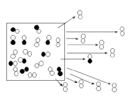 <ul><li><p><span>When a small # of individuals starts a new population&nbsp;</span></p></li><li><p><span>By chance, allele frequencies of founders may not be same as those in original population&nbsp;</span></p></li><li><p><span>Effect is pronounced on isolated islands</span></p></li></ul><p></p>