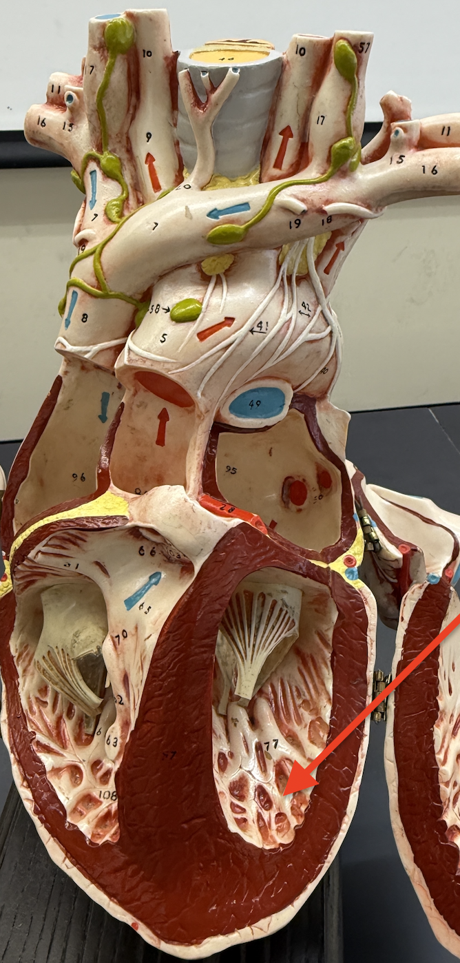 term image