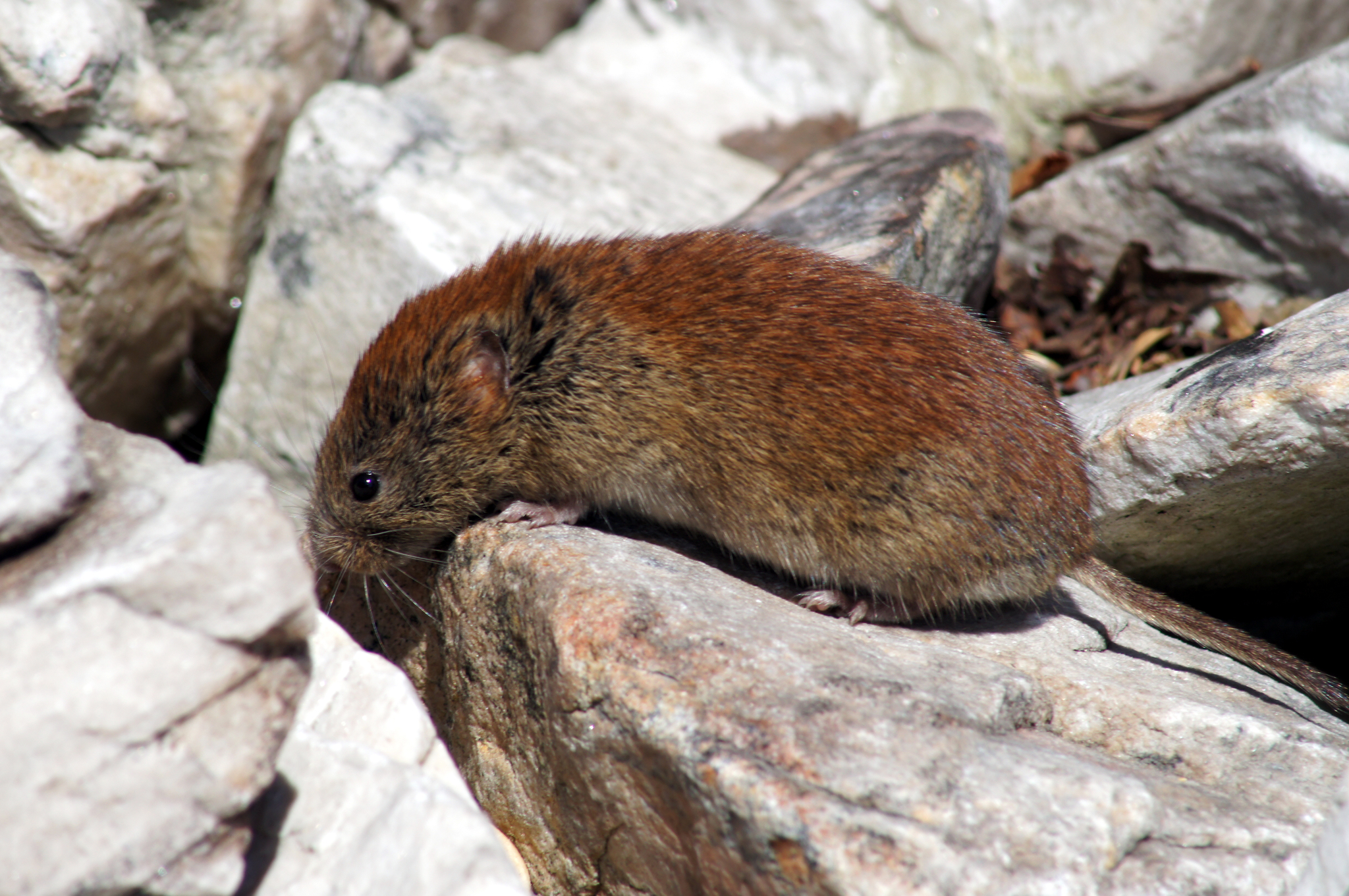 <p><em>Clethrionomys gapperi</em></p>