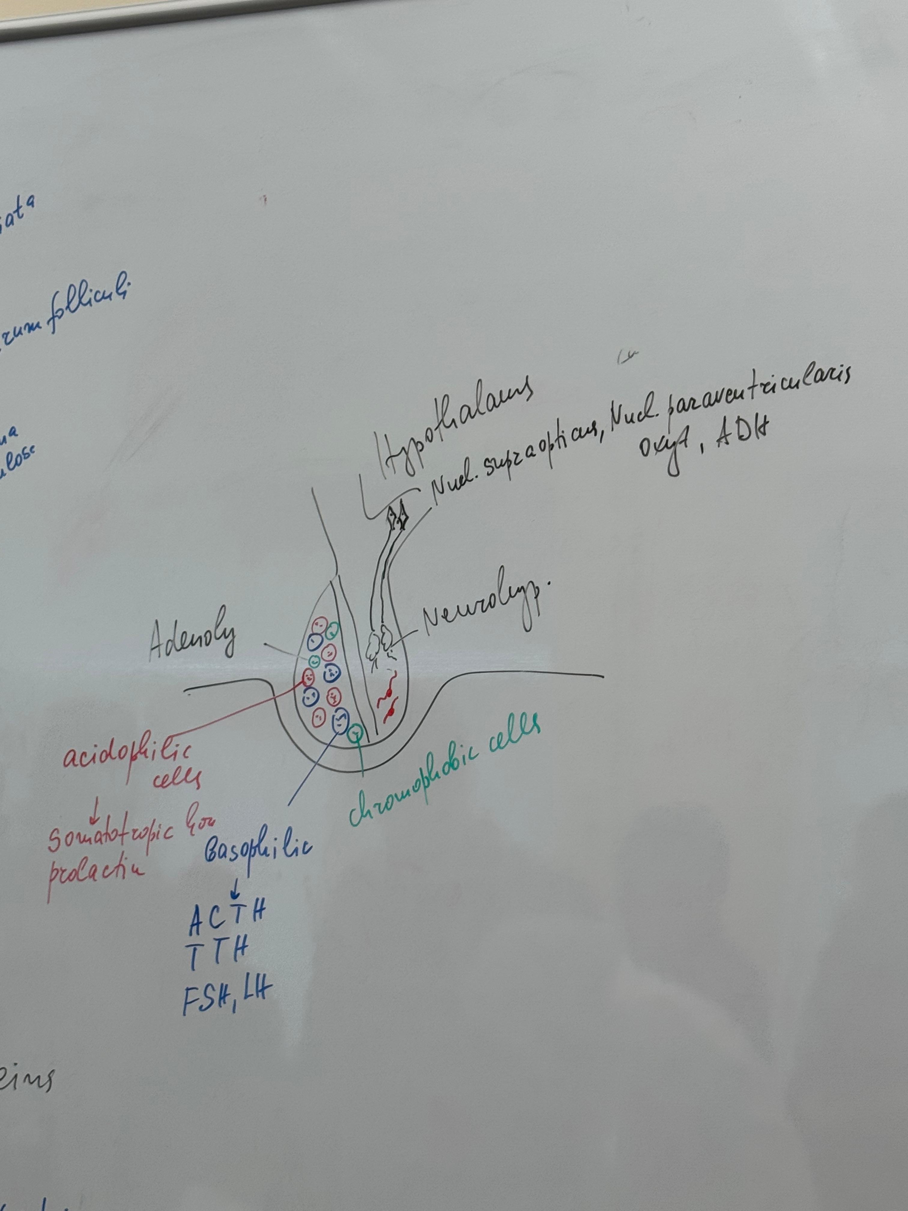 <p>63) hypophysis/pituitary gland - HE</p><p class="ds-markdown-paragraph"><strong>• The Adenohypophysis :</strong></p><p></p><p><strong>I. Chromophobic cells</strong> - grayish in</p><p>color - about 50% of all cells do not contain</p><p>granules, weakly stained, undifferentiated -</p><p>they are considered to be precursors of</p><p>chromophilic cells</p><p></p><p><strong>II. Chromophilic cells</strong></p><p> 1. Acidophilic cells - red in color</p><p>a. Somatotropin-producing cells – produce</p><p>growth hormone</p><p>b. Lactotropic (mammotropic) cells -</p><p>produce prolactin</p><p>2. Basophilic cells - blue and red colored</p><p>a. Thyrotropic cells – release thyroid stimulating hormone - thyrotropin</p><p>b. Gonadotropic cells - produce luteinizing</p><p>hormone and follicle-stimulating hormone</p><p>c. Corticotropin cells - release corticotropic</p><p>hormone</p><p><strong>I. Acidophilic cells</strong> - red in color</p><p>1. Somatotropin-producing cells – produce growth hormone, ovoid shape, centrally located nucleus, well-developed Golgi apparatus, large dense vesicles. </p><p>2. Lactotropic (mammotropic) cells – produce prolactin, multiple secretory granulosum of irregular shape.  </p><p><strong>II. Basophilic cells</strong> - large cells with pale blue colored basophilic granules. </p><p>1. Thyrotropic cells - release thyroidstimulating hormone - thyrotropin, relatively large cells, small, light, irregularly shaped granules, located peripherally. </p><p>2. Gonadotropic cells - produce luteinizing hormone and follicle-stimulating hormone, pleomorphic nuclei, well-developed Golgi apparatus, granular endoplasmic reticulum, secretory granules arranged like a rosary under the cell membrane, 200-400nm. </p><p>3. Corticotropic cells - release corticotropic hormone, polygonal shape, well-developed Golgi apparatus, granular endoplasmic reticulum, eccentric nucleus, large secretory granules, 400- 500 nm</p><p><strong>Neurohypophysis: </strong></p><p>• is built from nerve fibers and glial cells. </p><p>• They are separated in it the hormones of n. supraopticus et paraventriculris – the antidiuretic hormone and oxytocin</p>