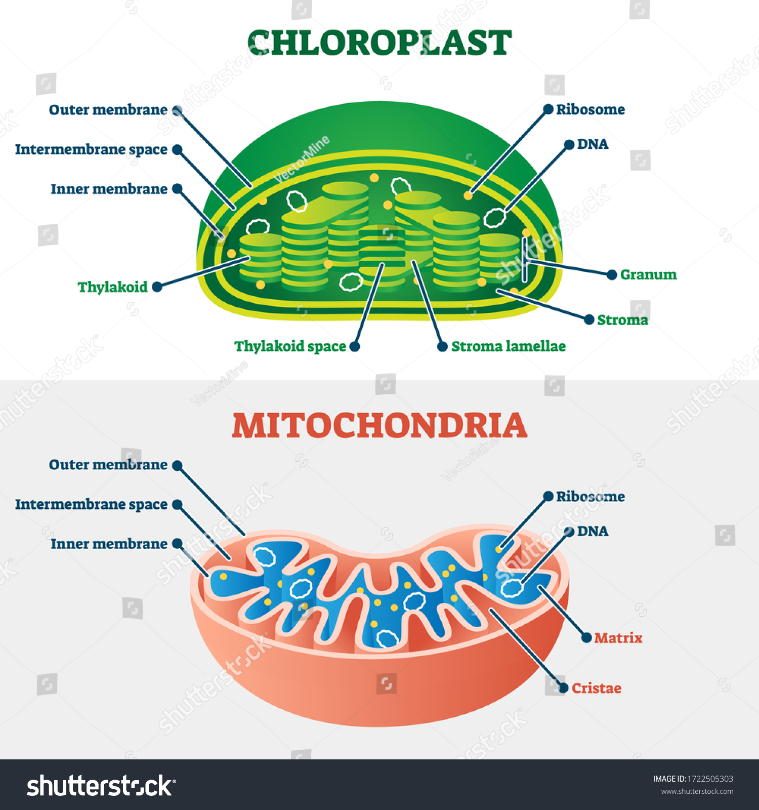 <p>Energy-related organelles</p>