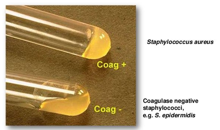 <p>+ (forms a clot)</p>