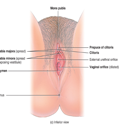 <ul><li><p>the labia majora has the same origin as the scrotum in the male (just doesn’t drop out)</p></li><li><p>the labia minora has the same origin as the male penis</p></li><li><p>the clitoris has the same origin as the erectile tissue of the male penis (fills with blood, vascularity)</p></li></ul><p></p>