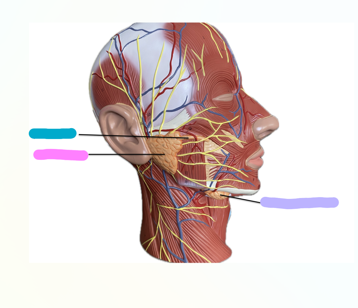 <p>What is indicated by the Blue Section?</p>