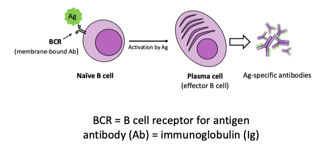 <p><span>mediated by antigen-specific antibodies produced by activated B lymphocytes (B cells)</span></p>