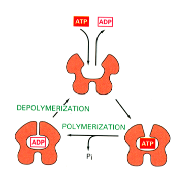 <p>Requires <strong>ATP</strong> to be bound to<strong> G actin (monomer) , </strong>can be added onto either end of the actin polymer but faster as th<strong>e + end</strong></p><p>Filaments are<strong> <mark data-color="#c4ffff" style="background-color: #c4ffff; color: inherit">very dynamic,</mark></strong> constantly extending and contracting. Once incorporated into the filament, the<strong> ATP is hydrolysed to ADP</strong> </p>