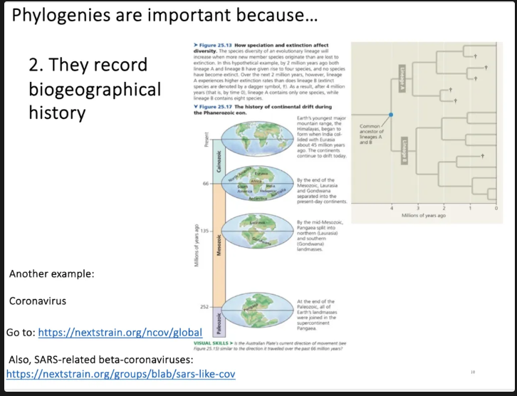 <p>phylogenies are important because they record biogeorpahical history.</p><p>plate technocis (break up of continets). one importnat biogeorphical history is the break up of continents and some species rode around in these contientns and although these days we think dispersal is in many cases has been more dominant than, plate techonoics.</p><p>One application of phylogenics is to understand virusaand histroy.</p><p>another Biogerophy hisrotry is coronovirus.</p><p>shows hoe dleta strain is being the source of lockdonws and vaccination. orginal variants (pathogen) are extinct and new one are replacing the old virus. virus evolve due to our emmunse system. virus will evolve novel varients that keeps the virus alive.</p>