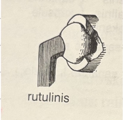 <p>Articulatio spheroidea</p>