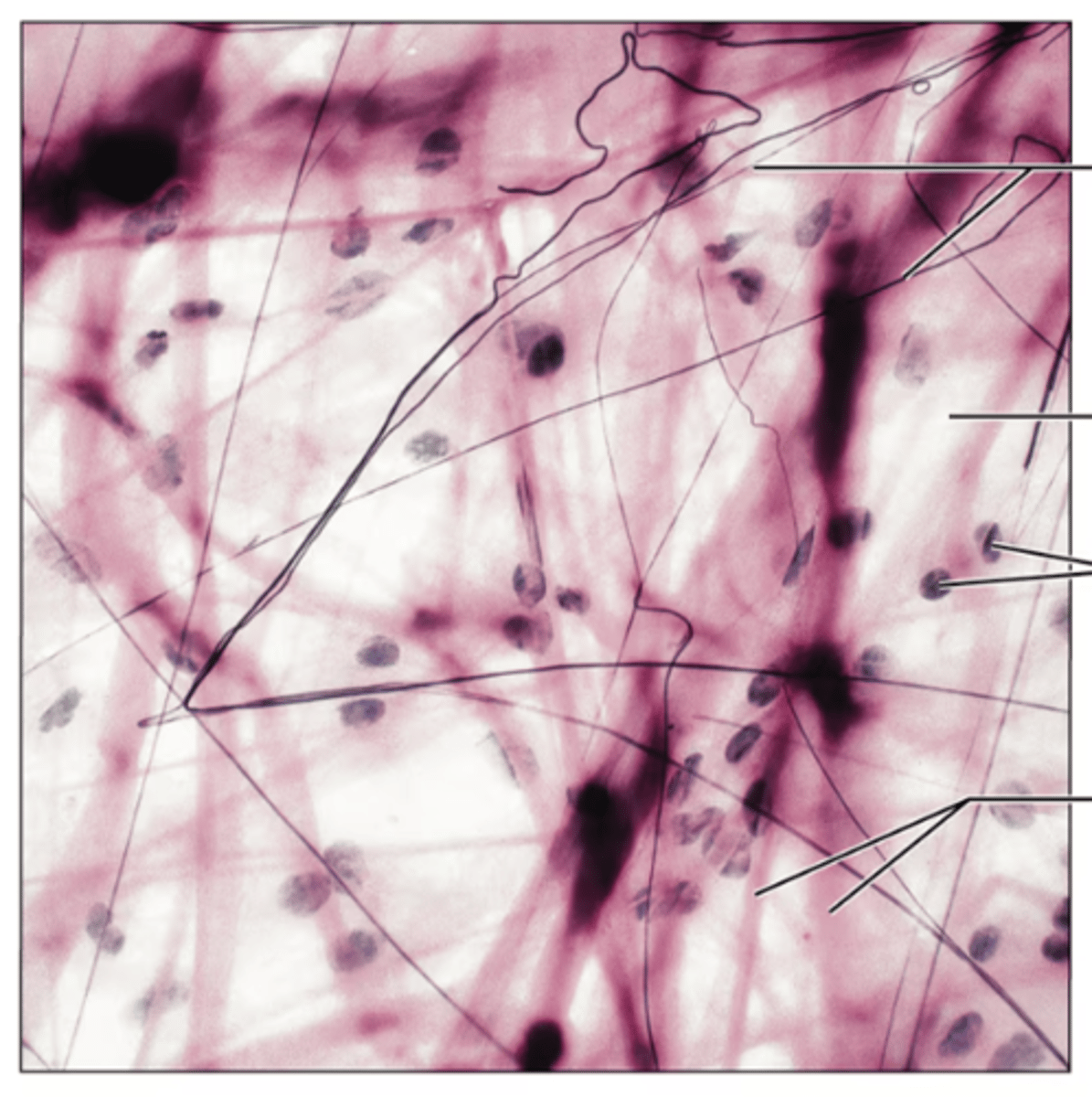 <p>Identify the tissue.</p>