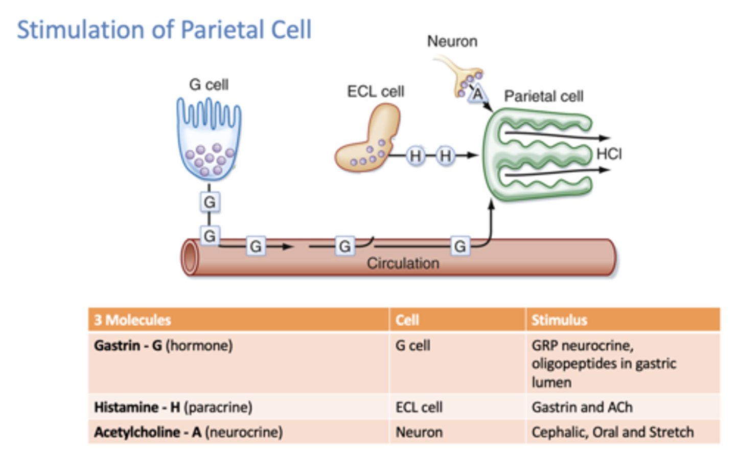 <p>Endocrine (Gastrin)</p><p>Neurocrine (Ach)</p><p>Paracrine (Histamine)</p>