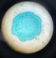 dicot stem
