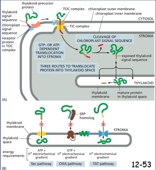 <p>Two Signal Sequences Direct Proteins to the Thylakoid Membrane in Chloroplasts</p><p>A. Chloroplast signal sequence initiates the translocation through TOC then TIC (GTP or ATP dependent) then peptide is in stroma. Cleavage unmasks the thylakoid signal sequence that initiates the translocation across the thylakoid membrane.</p><p>B. Translocation to the thylakoid space or membrane by using:</p><p>1) homolog of Sec61 (multipass proteins) that mediates protein translocation across the bacterial plasma membrane</p><p>2) homolog of OXA pathway (also using SRP homolog)</p><p>3) a TAT (twin arginine translocation) pathway, arginines important for directions</p>