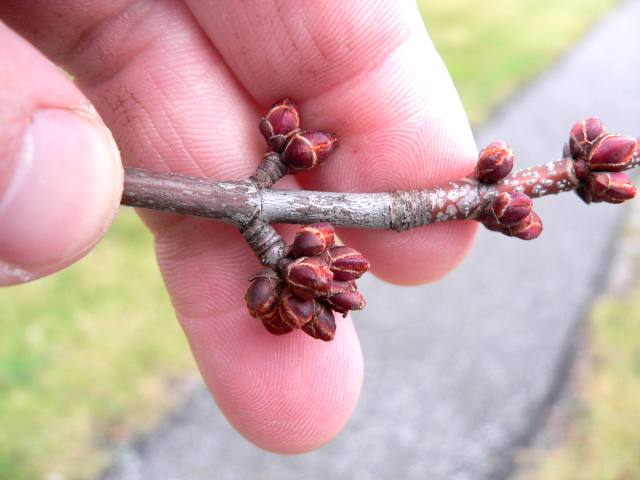 native

opposite, simple leaf, 3-lobed, serrated 

red blunt bud, petiole, and fall color

can be a; street tree, shade tree, and ornamental tree

can tolerate some shade but salt-sensitive 