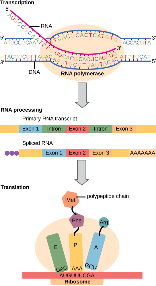 <p>TRANSCRIPTION:</p><ul><li><p>carried out by the enzyme RNA Polymerase</p></li><li><p>we form:</p><p>an mRNA transcript (which is our polymer)</p></li><li><p>nucleotides make up our mRNA transcript (monomers)</p></li><li><p>phosphodiester bonds are formed between these monomers</p></li><li><p>DNA is converted into mRNA</p></li><li><p>does not require tRNA</p></li><li><p>complementary bases are 1 DNA to 1 RNA base</p></li></ul><p><br>TRANSLATION:</p><ul><li><p>ribosomes catalyze the formation of chemical bonds</p></li><li><p>we form:</p><p>-proteins (polymers)</p><p>-amino acids (are the monomers that make up the polypeptide chains in the protein)</p></li><li><p>mRNA is converted into polypeptide chains</p></li><li><p>mRNA is converted into polypeptide chains</p></li><li><p>mRNA bases are complementary to tRNA bases</p></li><li><p>triplets of mRNA bases are called codons</p></li><li><p>complementary to these mRNA bases are the triplets of tRNA bases called anticodons</p></li></ul><p><br>BOTH:</p><ul><li><p>both are metabolic reactions</p></li><li><p>both are anabolic</p></li><li><p>both use condensation reactions</p></li><li><p>both involve mRNA</p></li><li><p>both involve hydrogen bonding between complementary base pairs</p></li></ul><p></p>