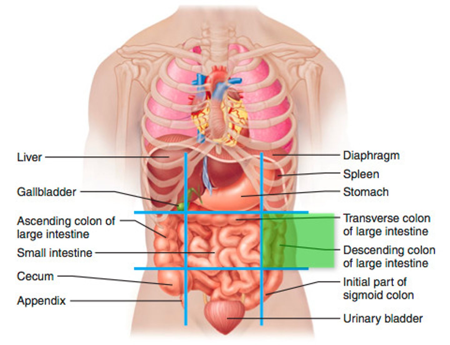 <p>Descending colon of large intestine</p>