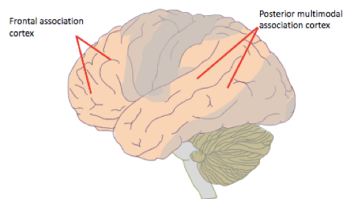 -are not dedicated to one specific sensory modality 
-involved in the most complex cognitive processes like integrating information and achieving goals 
-modalities get combined together here to create 1 unified perception of the world 
-very large in the human brain but small in other species 
-includes the Frontal Association Cortex and the Posterior Multimodal Association Complex