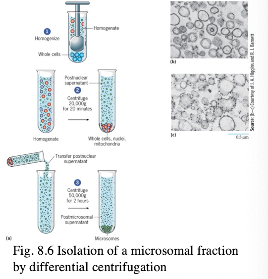 <ol><li><p>cell homogenization fragments cytoplasmic membranes</p></li><li><p>Vesicles derived from the end-membrane system from similar sized vesicles (microsomes)</p></li><li><p>microsomal fraction can be fractionated into smooth and rough fractions</p></li><li><p>Once isolated, the biochemical composition of various lipid and protein fractions can be determined</p></li></ol><p></p>