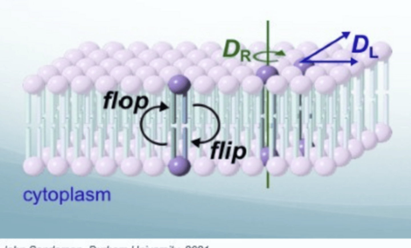 <p>Rotational diffusion: D(R)</p><p>Lateral diffusion: D(L) - diffuse in the plane of the bilayer</p><p>Transbilayer diffusion: flip (move to the inside) /flop (move to the outiside) - phospholipid moves between leaflets</p>