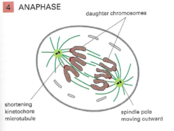 <p>Sister chromatids separate and move to poles. (how? microtubules get shorter &amp; poles move apart)</p><p>The nuclear envelope begins to reassemble&nbsp;</p><p>The metaphase-anaphase is tightly regulated!</p>