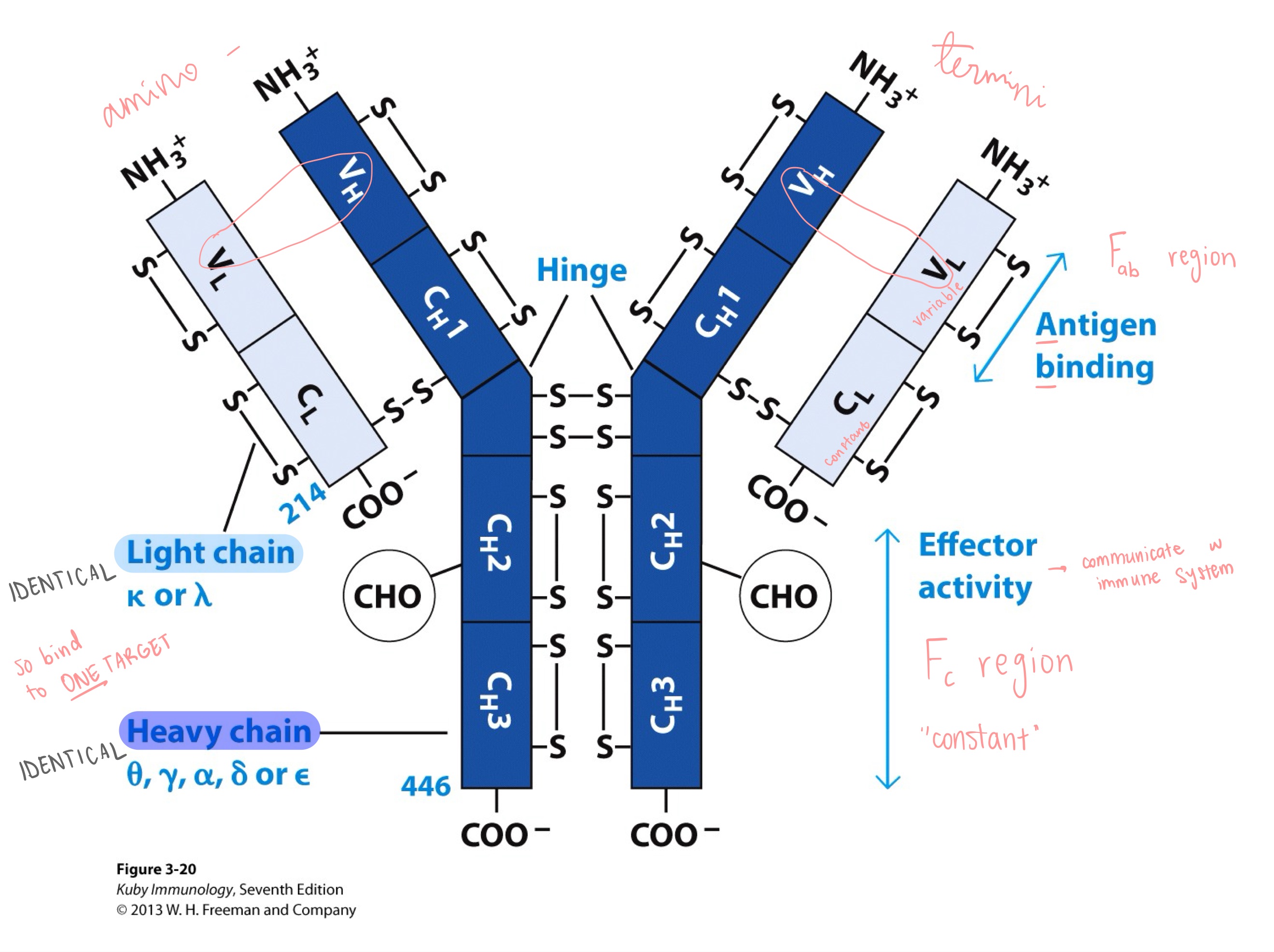 <ul><li><p>F<sub>ab</sub> region has _</p></li><li><p>F<sub>c</sub> region _</p></li></ul><p></p>