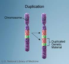 type of chromosome change in which part of a chromosome is repeated