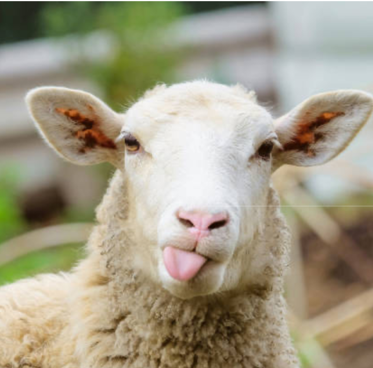 <p>The movement of herds between pastures at cooler, higher elevations during the summer months and lower elevations during winter </p>