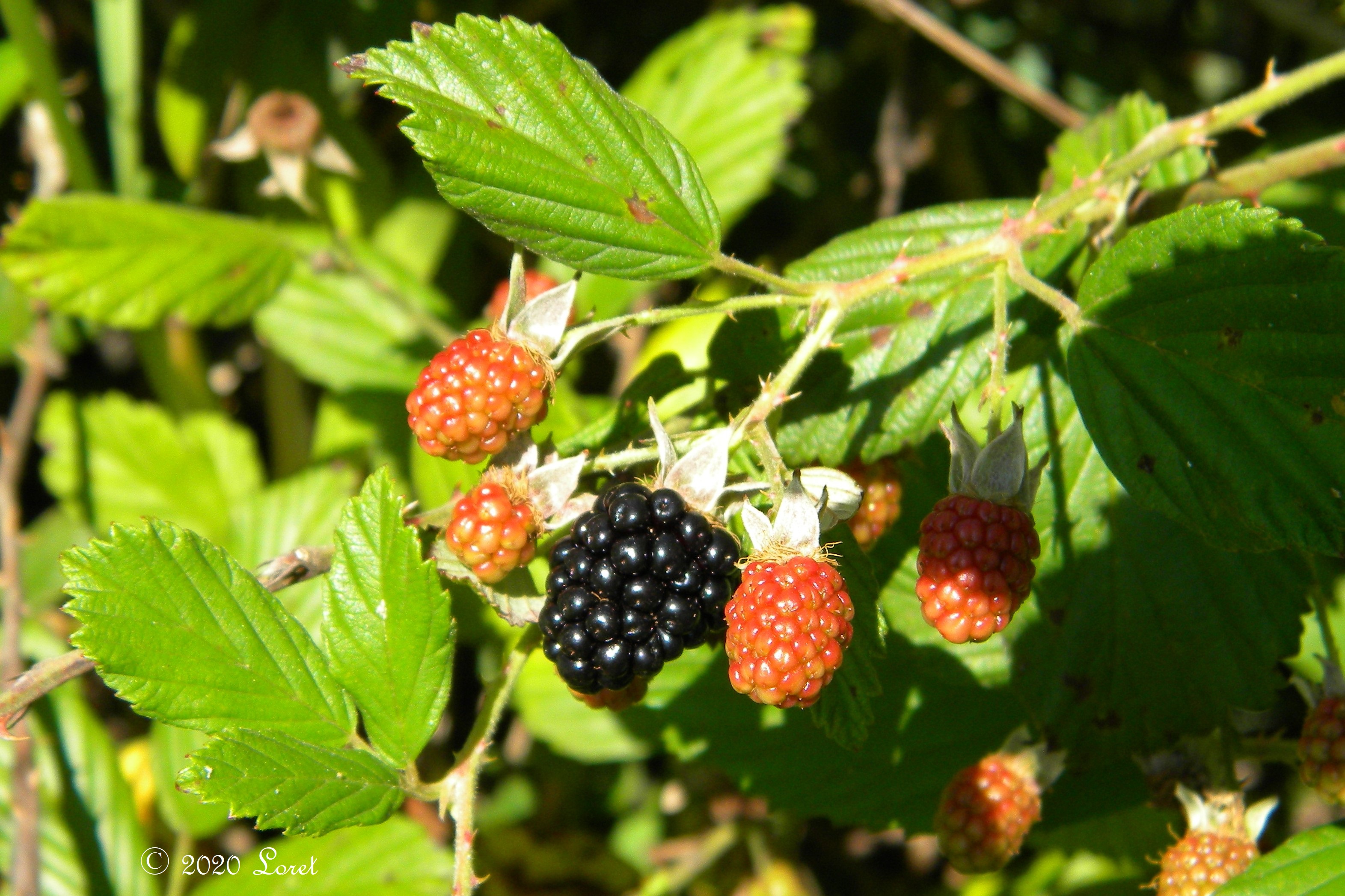 <p>Blackberry </p>