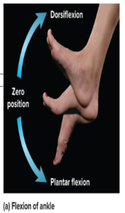 <p>movement where toes are pointed downward,<strong> pressing on gas pedal</strong></p>