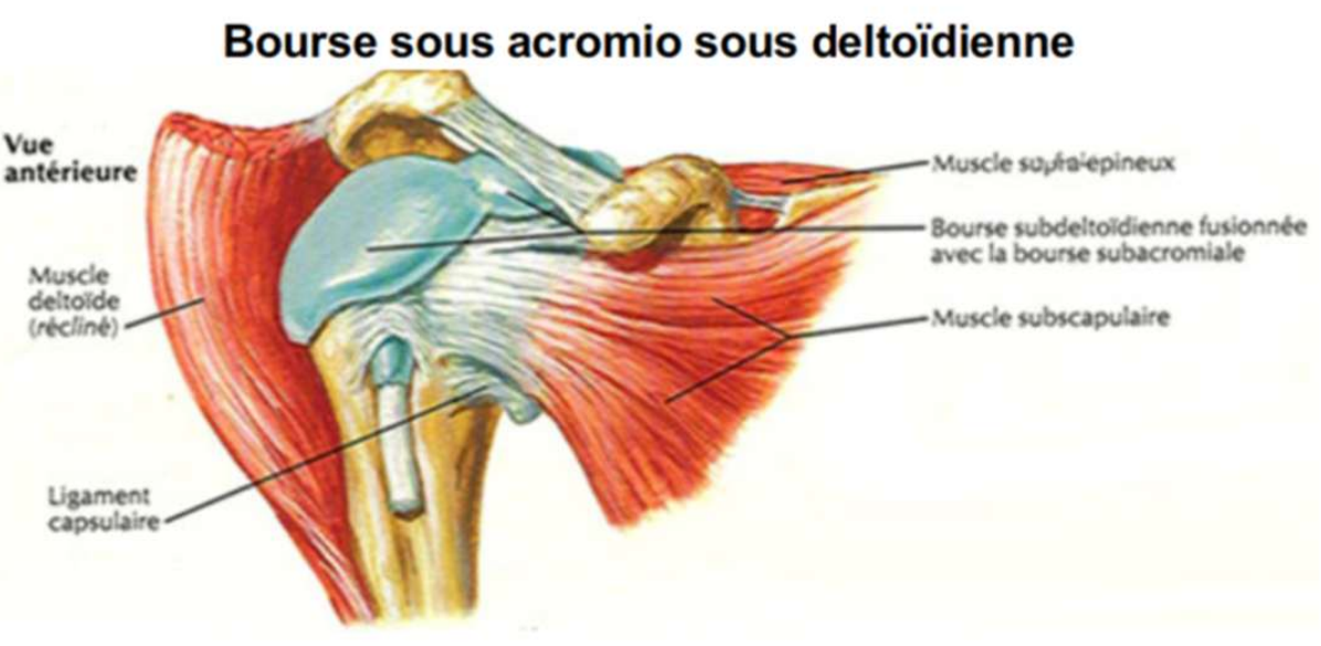 <p>Entre deux structures</p><p>Les bourses séreuses qui permettent le glissement sur l’articulation: sacs remplis de liquide synovial, situés entre les muscles, les tendons et les os, qui permettent le glissement des structures sur l’articulation, réduisant les frottements et la friction</p>