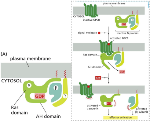 <p><span> trimeric GTP-binding proteins attached to cytoplasmic (inside the cell) face of cell membrane&nbsp;&nbsp;</span></p><ul><li><p class="Paragraph SCXW223975327 BCX0" style="text-align: left"><span>Couples the receptor to either enzymes or ion channels&nbsp;</span></p></li></ul><ul><li><p class="Paragraph SCXW223975327 BCX0" style="text-align: left"><span>When signal binds to GPCR, the receptor activates the G protein&nbsp;</span></p></li></ul><ul><li><p class="Paragraph SCXW223975327 BCX0" style="text-align: left"><span>G proteins are specific for sets of GPCRs and a particular set of target proteins&nbsp;</span></p></li></ul><ul><li><p class="Paragraph SCXW223975327 BCX0" style="text-align: left"><span>Bind targets when activated that include enzymes or ion channels (activated of enzymes)&nbsp;</span></p></li></ul><ul><li><p class="Paragraph SCXW223975327 BCX0" style="text-align: left"><span>Considered to be stimulatory or inhibitory based on the activation of adenylyl cyclase (increases cAMP) or inhibition (decreases cAMP) of it&nbsp;</span></p><ul><li><p class="Paragraph SCXW223975327 BCX0" style="text-align: left"><span>Adenylyl cyclase synthesizes cAMP which is how some extracellular signals work to mediate a cellular response&nbsp;</span></p><ul><li><p class="Paragraph SCXW223975327 BCX0" style="text-align: left"><span>cAMP controls thyroid hormones, bone resorption, glycogen breakdown, &amp; cortisol secretion&nbsp;</span></p></li></ul></li></ul></li></ul><p class="Paragraph SCXW223975327 BCX0" style="text-align: left"><span>Structure = composed of 3 subunits: α, β, &amp; y&nbsp;</span></p><ul><li><p class="Paragraph SCXW223975327 BCX0" style="text-align: left"><span>α (a GTPase) binds GDP and keeps G protein inactive but then releases GDP and binds GTP which activates G protein&nbsp;</span></p></li></ul><p></p>