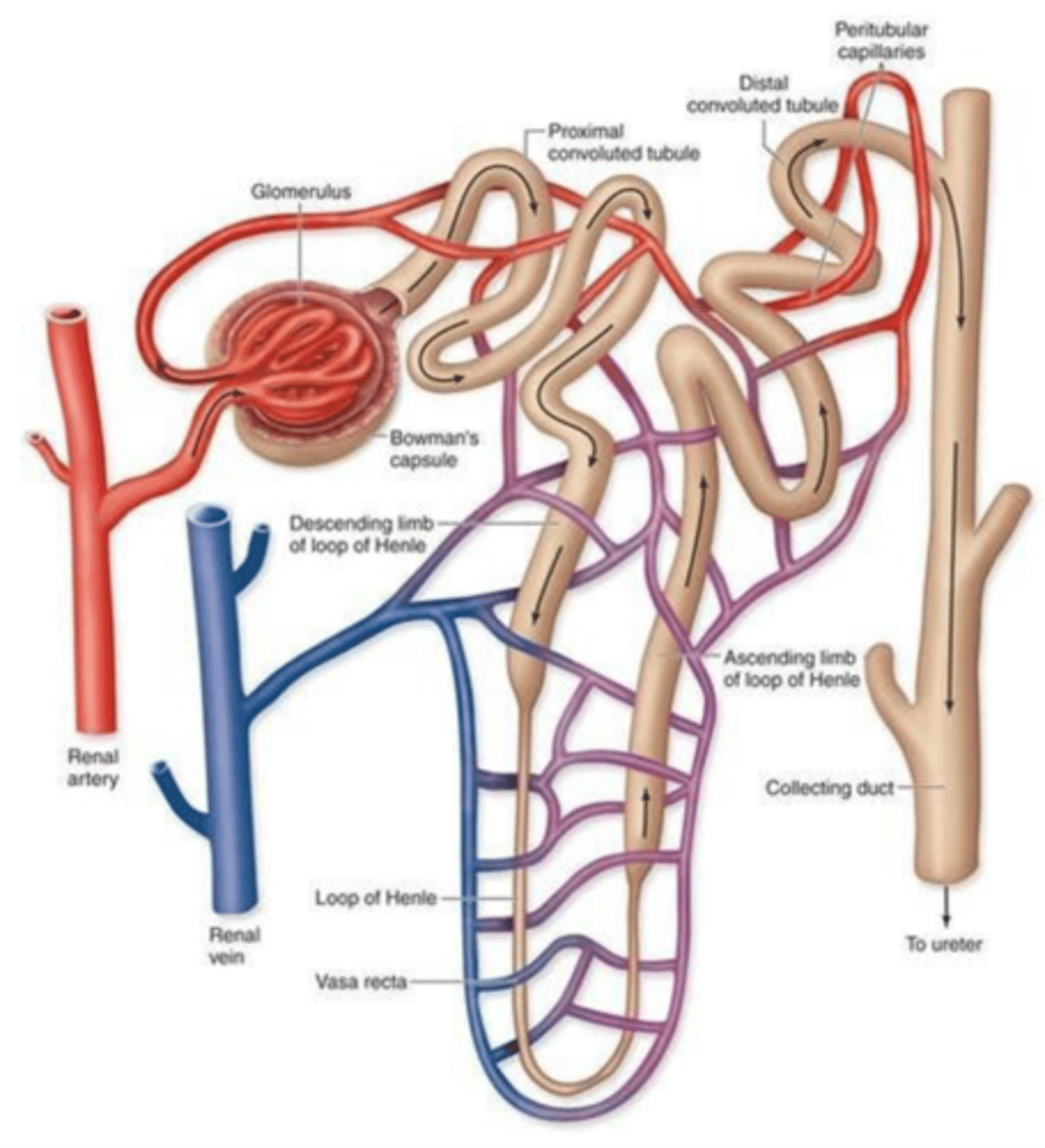 <p>Final nephron segment for electrolyte balance.</p>
