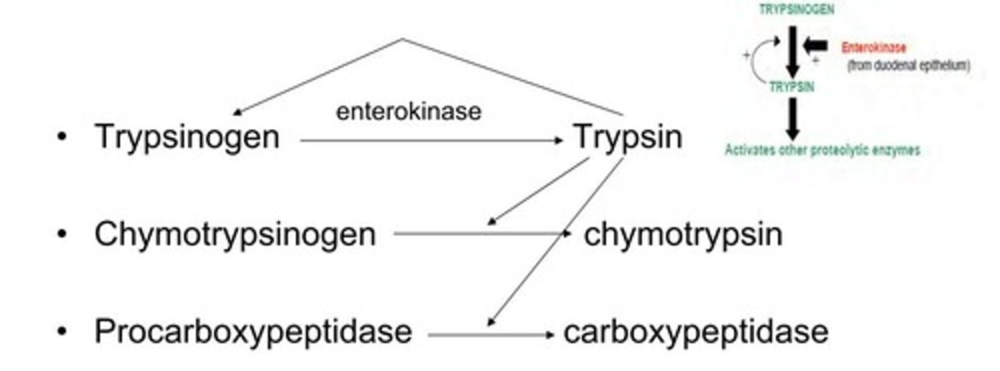 <p>Trypsin, Chymotrypsin, and Carboxypeptidase are secreted in inactive form by the pancreas.</p>