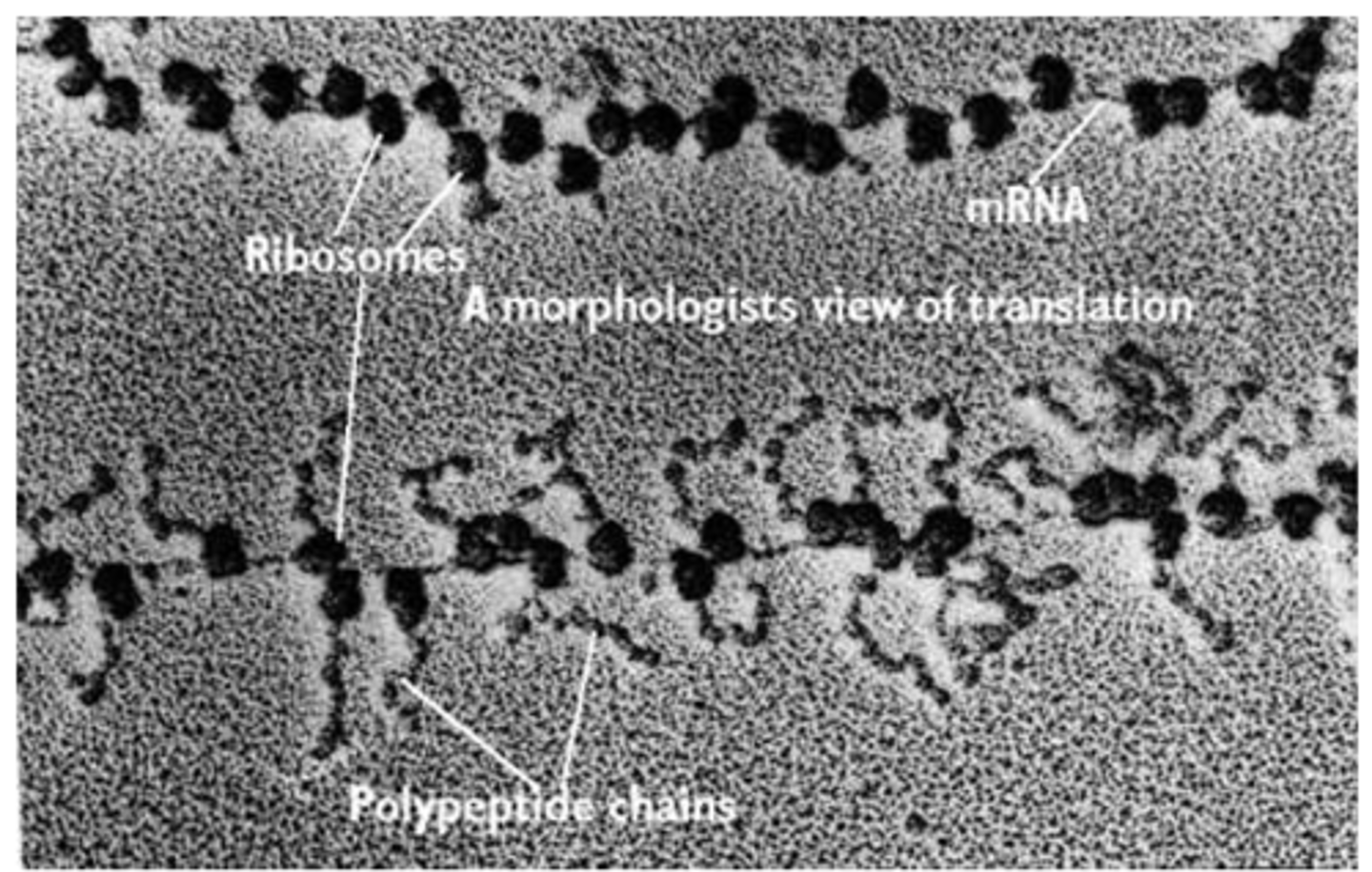 <p>What are polyribosomes</p>