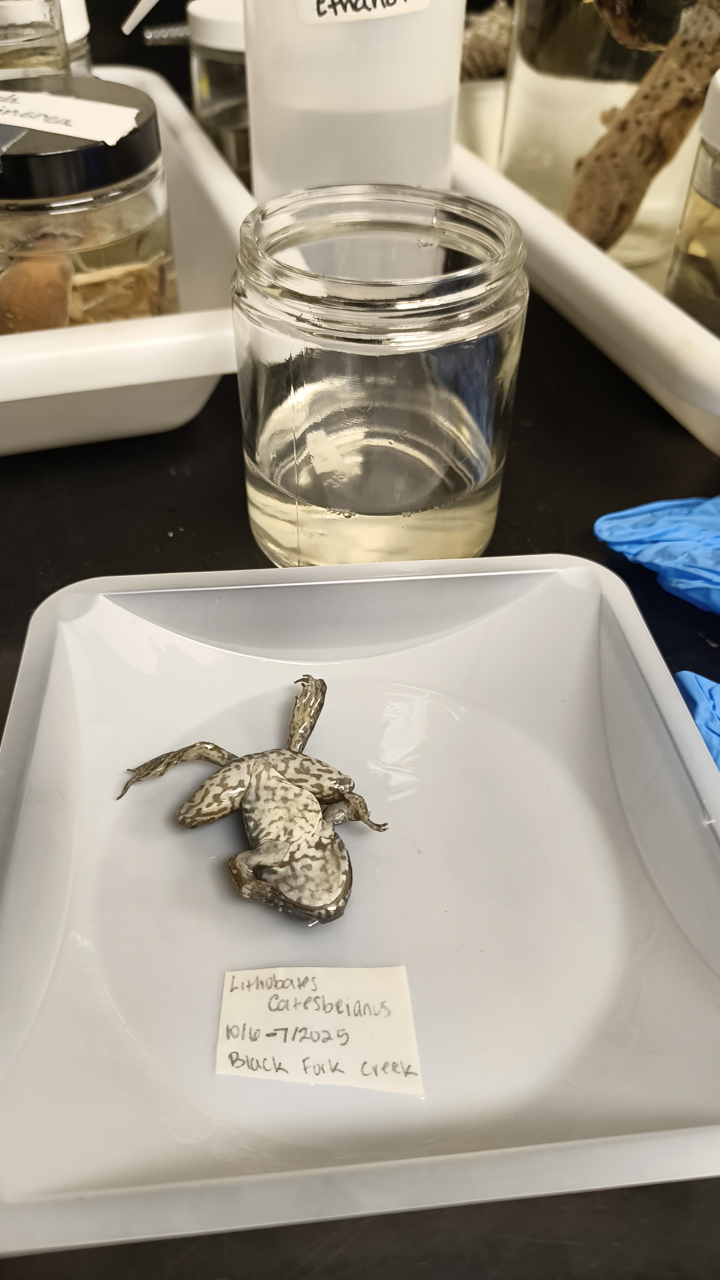 <p>Ranidae Lithobates catesbeiana</p>