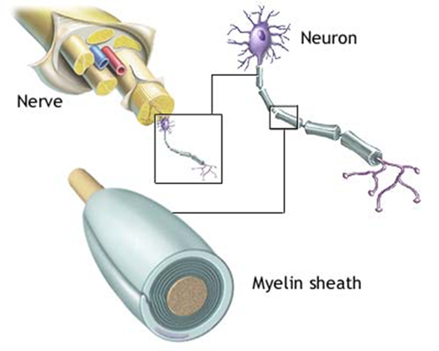 <p>In the CNS, each oligodendrocyte reached out to myelinate several axons in its immediate vicinity. Since it is&nbsp;&nbsp;</p>