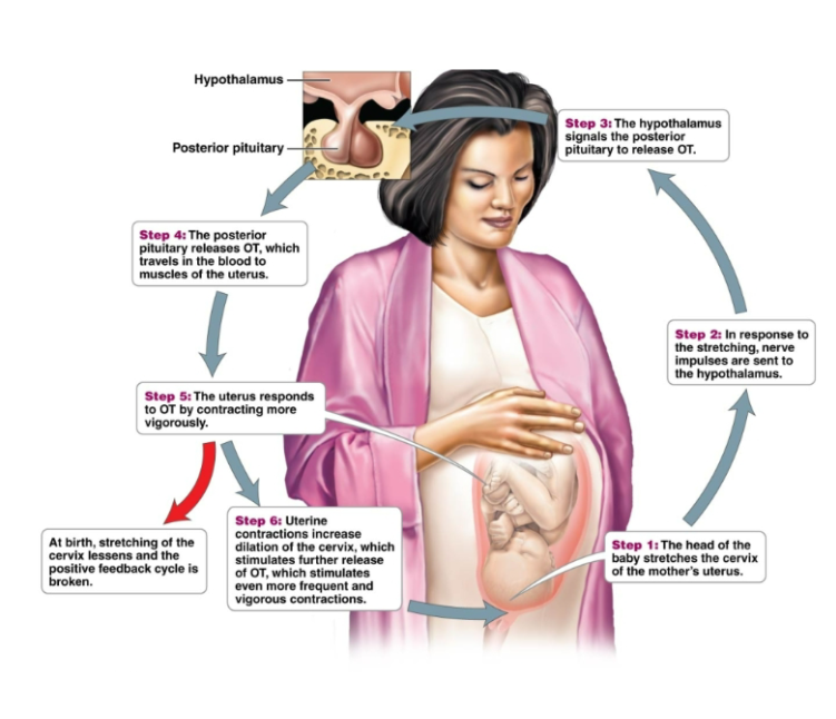 <p>Outcome of a process that further stimulates the process. Ex: oxytocin and uterine contractions of childbirth. Less common than negative feedback mechanism</p>