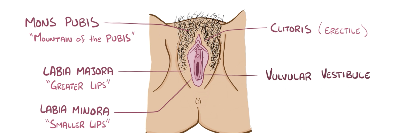 <p>Valvular vestibule</p>