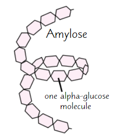 <ul><li><p>Long, <strong>unbranched</strong> chain of α-glucose</p></li><li><p>Angles of glycosidic bonds → <strong>coiled structure</strong></p><ul><li><p>→ <strong>compact</strong></p></li><li><p>→ <strong>good for storage</strong></p></li></ul></li></ul><p></p>