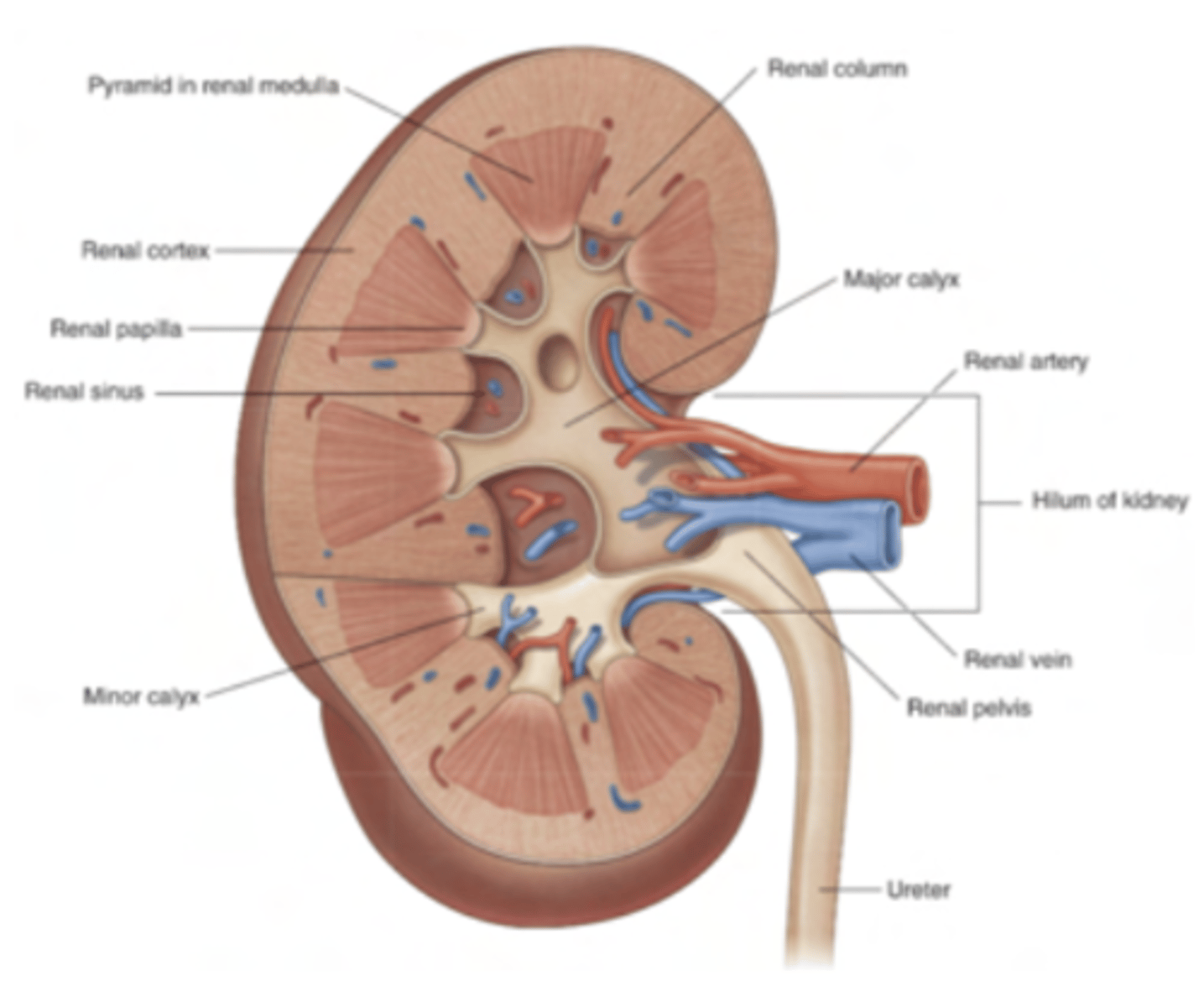 <p>8–10 renal pyramids:</p><p>These pyramids are cone-shaped structures formed by collecting tubules.</p><p>They are separated by renal columns, which are extensions of the cortex that project inward between the pyramids.</p>